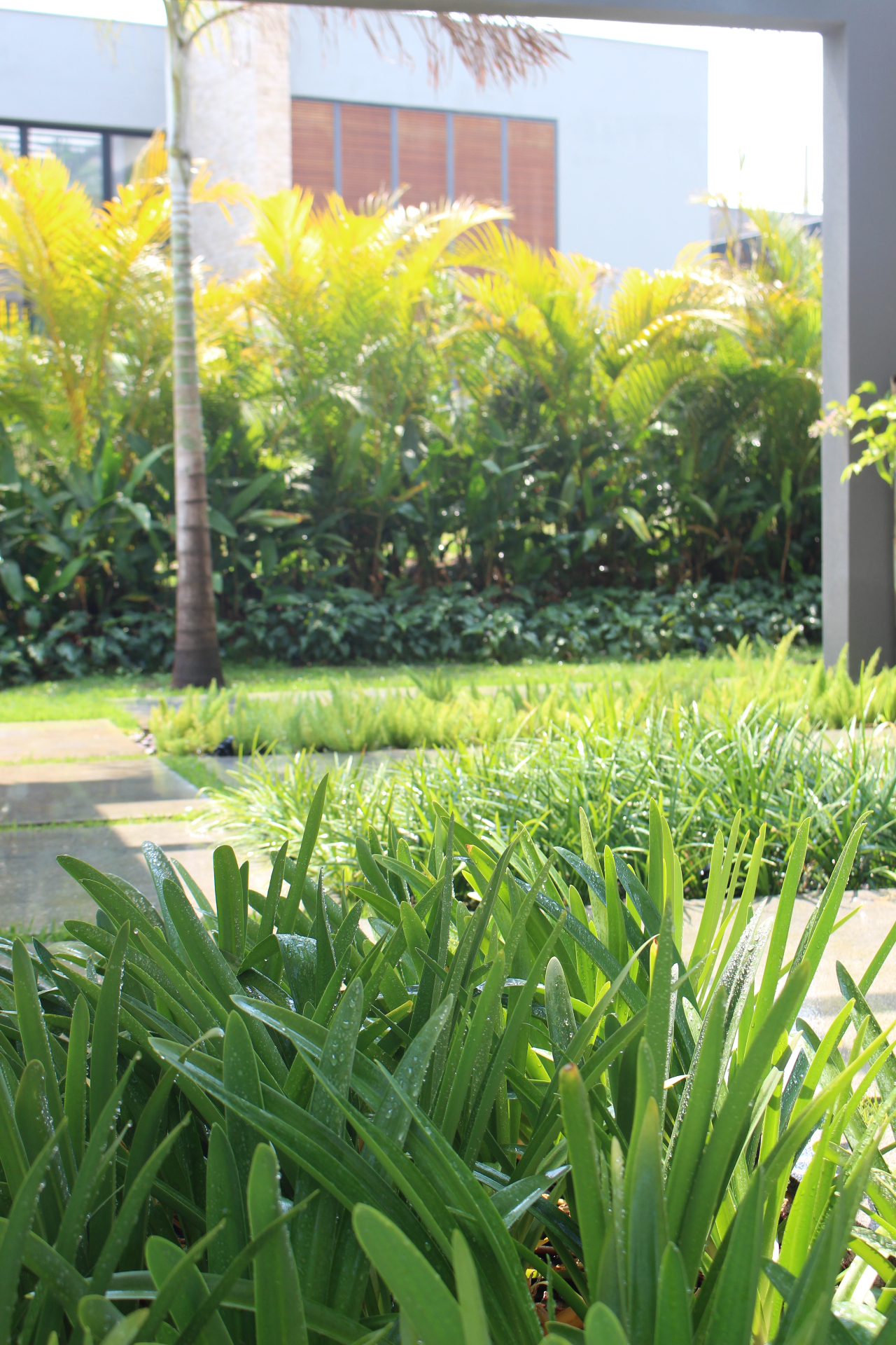 Projeto de paisagismo — jardim tropical